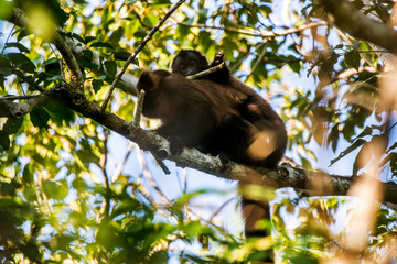 Scene of a crested capuchin monkey standing in a tree. The monkey body is facing right. The monkey s tail is wrapped around a branch.