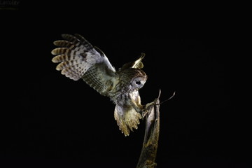 owl in flight
