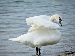 Fototapeta premium Beautiful swan by the lake spread wings