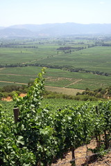 landscapes, details and environments of Chile's wineries © Luiz Henrique Mendes