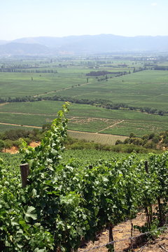 landscapes, details and environments of Chile's wineries