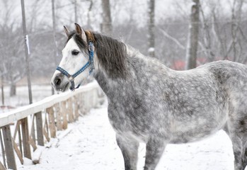 Grey horse on a snowy day