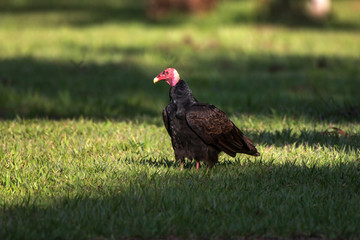 Scene of a Turkey Vulture perched on the ground. The bird s head is turned to the left.