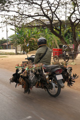 Siem Reap, Cambodia-January 25, 2020: A motorcycle transporting chickens on Cambodia National Highway 6 
