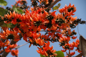 Udon Thani,Thailand-January 22, 2020: Flower of Butea monosperma or Butea frondosa or Doak Kura or Flame of the Forest or bastard teak