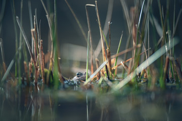 frog in the pond