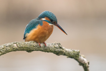 Common Kingfisher (Alcedo atthis)
