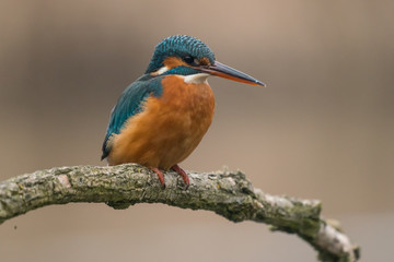 Common Kingfisher (Alcedo atthis)