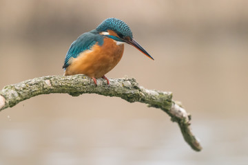 Common Kingfisher (Alcedo atthis)