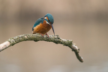 Common Kingfisher (Alcedo atthis)