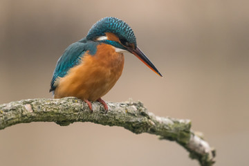 Common Kingfisher (Alcedo atthis)
