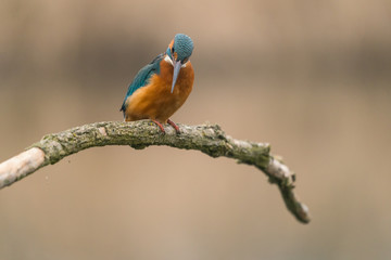 Common Kingfisher (Alcedo atthis)