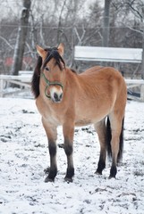 Sarasou foal standing in the snow