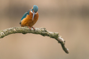 Common Kingfisher (Alcedo atthis)