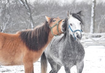Horses on a winter,snowy day