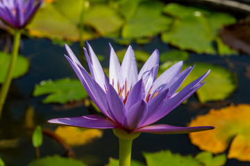 Lila Seerose im im Parco Sigurtà Giordano in Valeggio sul Mincio © Klaus Brauner
