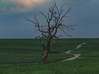 Stare drzewo o poranku - Sułoszowskie pola