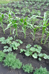  organically cultivated various vegetables in the vegetable garden, vertical composition