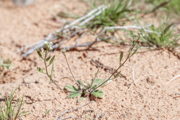 USA, Nevada, Clark County, Gold Butte National Monument. Wedge leaf draba (Draba cuneifolia) is a small early spring blooming annual wildflower in the mustard family.