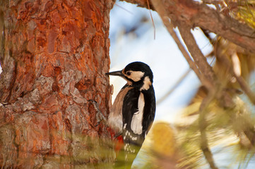 Fototapete bei efototapeten.de bestellen   