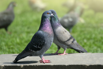  wild city pigeons close up
