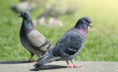  city pigeons close up
