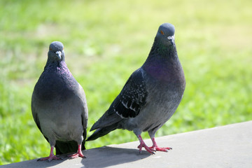 city pigeons close up