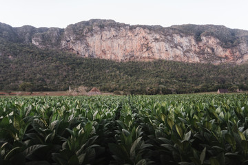 Fototapeta na wymiar Rows of plants on a farm in Vinales, Cuba. 