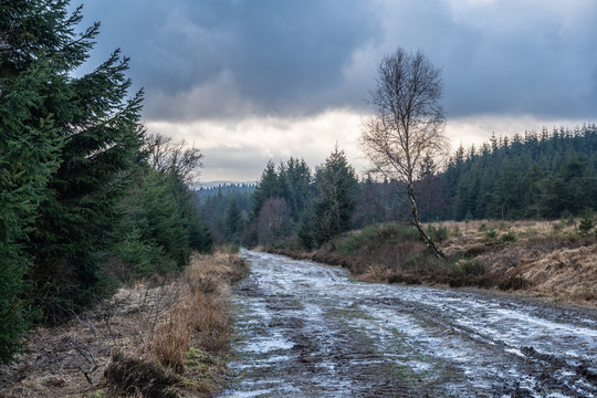 Mud path through the High Fens Woods HDR