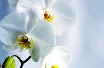 Close-up of white Orchid flowers on a white background. Selective focus.