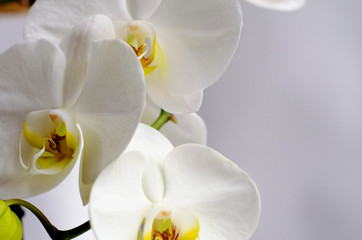 Fototapeta na wymiar Close-up of white Orchid flowers on a white background. Selective focus.