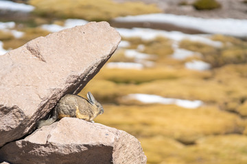 Viscacha Andes rodents sunbathing over the rocks at Andes mountains Altiplano meadows, a tranquil wild life scene in the outdoors. The rock shape is like a crocodile that wants to eat the rodent
