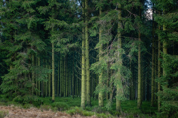 Obraz premium The mysterious depth of the pines forest.