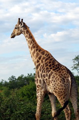giraffe in south africa