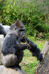 Gorilla having an afternoon snack 
