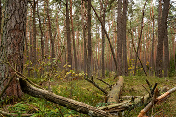d&uuml;rbuchner forst
