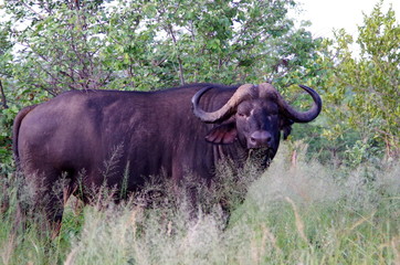 Buffalo male portrait