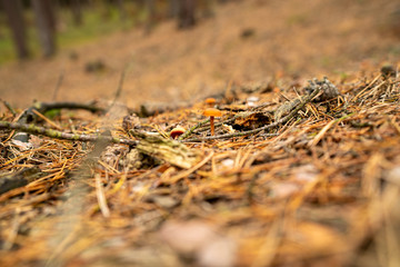 Pilz im D&uuml;rbuchner Forst