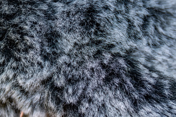  fur texture