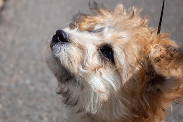 Portrait of Brown and White Dog Looking Up