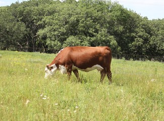 Naklejka premium Hereford cow
