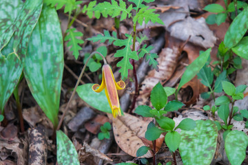 Trout-lily wildflowers close-up