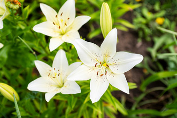 Obraz na płótnie Canvas Beautiful white lilies closeup. Bouquet of lilies. Shrub of white lily