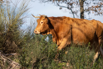 Cow grazing pasture at the amazing "Dehesa Extreme&ntilde;a" in Extremadura region outdoors a place with big farmland agricultural fields for cow cattle in the Spanish countryside
