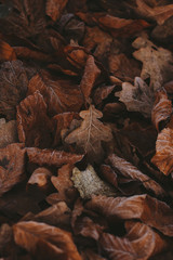 Abstract background of dry autumn leaves at winter. Hoarfrost on the leaves, atmospheric photo. Author processing, film effect, selective focus