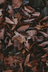 Abstract background of dry autumn leaves at winter. Hoarfrost on the leaves, atmospheric photo. Author processing, film effect, selective focus