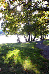 Naklejka premium Skuggor av träd..