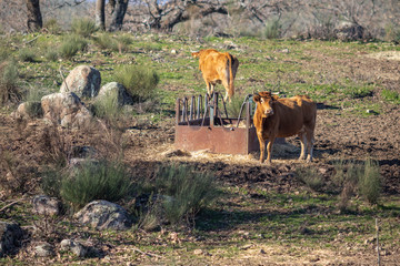 A herd of cows walking in the traditional Spanish countryside fields during sunset. An amazing green land for grazing pasture and agricultural use in Extremadura region at the west of Spain
