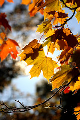 Fototapeta premium Lönn, höstfärger i motljus.