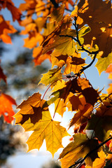 Lönn, höstfärger i motljus